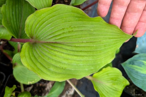 Hosta "Holar Mystic Girl", fot. AS