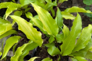 Hosta „Chris' China Star” - funkia
