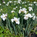 Iris sibirica „Not Quite White”, fot. AS