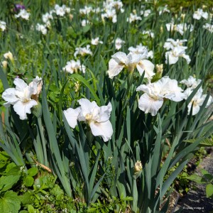 Iris sibirica „Not Quite White” - kosaciec syberyjski