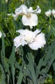 Iris sibirica „Not Quite White”, fot AS