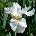 Iris sibirica „Not Quite White”, fot AS