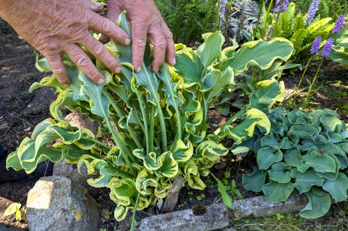Hosta „Wheee!”, fot. AS