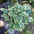 Hosta „Wheee!”, fot. AS