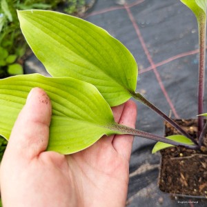 Hosta „Chris' Admin” - funkia