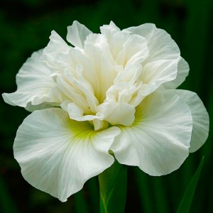 Iris sibirica „Moon Dazzle” - kosaciec syberyjski