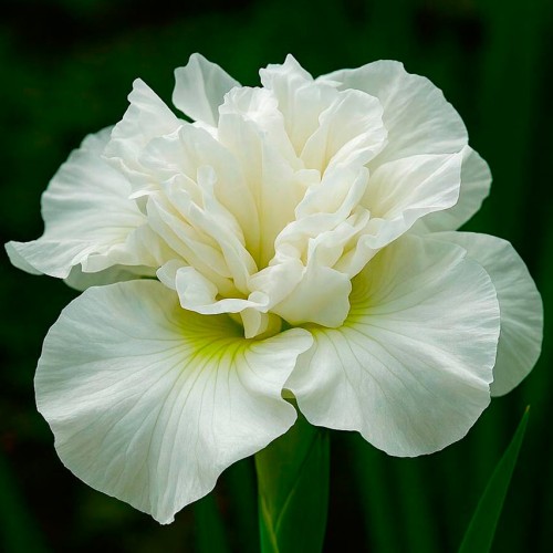 Iris sibirica „Moon Dazzle”
