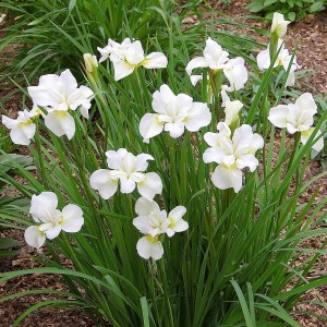 Iris sibirica „Gull's Wing” - kosaciec syberyjski