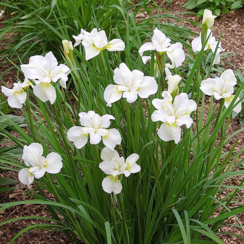 Iris sibirica „Gull's Wing”