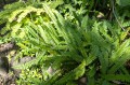 Blechnum penna-marina, fot. AS
