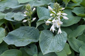 Hosta „Rembrandt Blue” - funkia