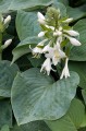 Hosta "Rembrandt Blue", fot. AS