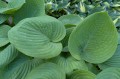 Hosta "Humpback Whale", fot. AS