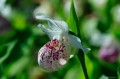 Cypripedium „Ulla Silkens”