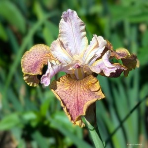 Iris sibirica „Colonel Mustard” - kosaciec syberyjski