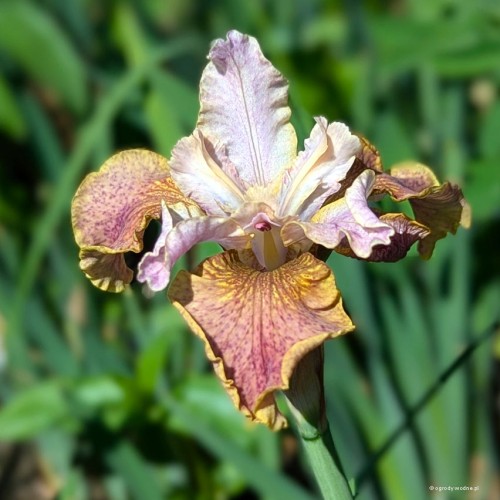 Iris sibirica "Colonel Mustard", fot. AS