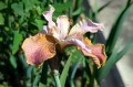 Iris sibirica "Colonel Mustard", fot. AS