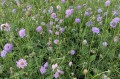 Scabiosa columbaria, fot. AS