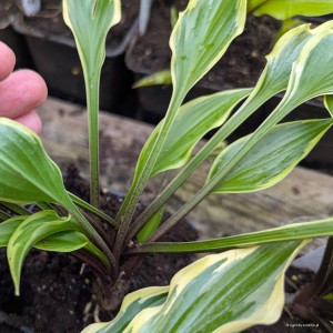 Hosta „Chris' Small Talk” - funkia