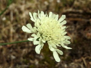 Scabiosa ochroleuca - driakiew żółta