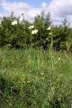 Scabiosa ochroleuca, fot. autorstwa T. Kebert - Praca własna, CC BY-SA 4.0, <a href="https://commons.wikimedia.org/w/index.php?curid=120327021">https://commons.wikimedia.org/w/index.php?curid=120327021</a>