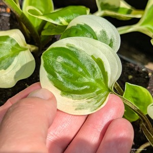 Hosta „Fruit Loop” - funkia