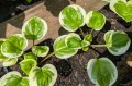 Hosta "Fruit Loop", fot. AS