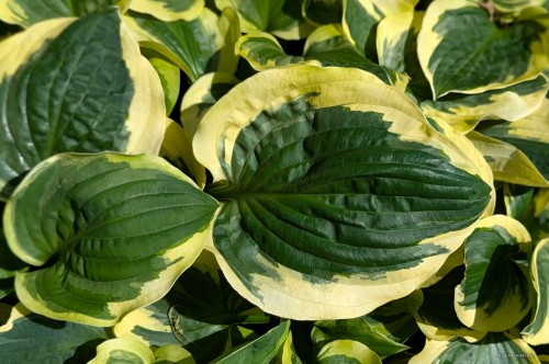 Hosta „Christmas Pageant”, fot. AS