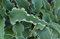 Hosta "Dancing in the Moonlight", fot. AS