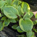 Hosta "Avocado Toast", fot. AS
