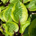 Hosta "Avocado Toast", fot. AS