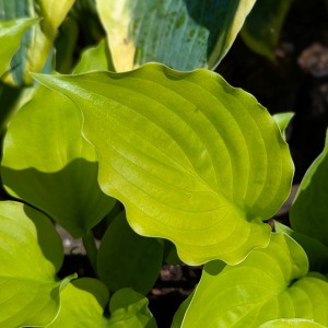 Hosta „Fluff and Puff” - funkia