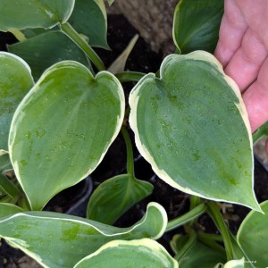Hosta „Bob Deane” - funkia