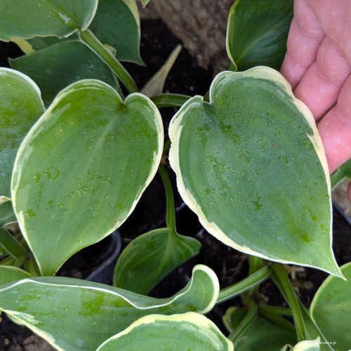 Hosta "Bob Deane", fot. AS