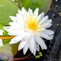 Nymphaea "Snowflake", fot. AS