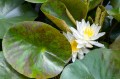 Nymphaea „Moon Dance”, fot. AS