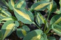 Hosta "Hot Kiss", fot. AS