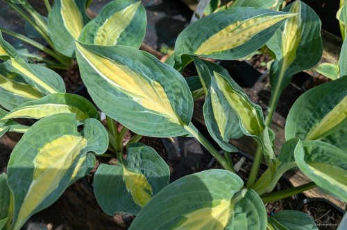 Hosta "Hot Kiss", fot. AS