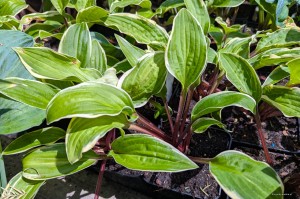 Hosta „Grateful Red” - funkia