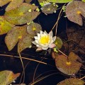 Nymphaea "Pygmaea Helvola", fot. AS