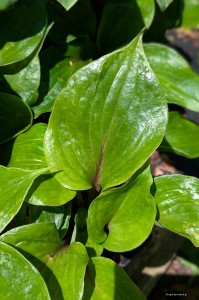 Hosta „Almost Unreal” - funkia