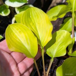 Hosta „Fruit Punch” - funkia