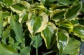 Hosta "Blitz", fot. AS