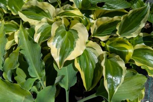 Hosta „Blitz” - funkia