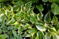 Hosta "Blitz", fot. AS