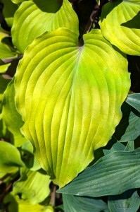Hosta „Phoenix Feathers” - funkia