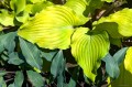 Hosta "Phoenix Feathers", fot. AS