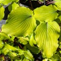 Hosta "Phoenix Feathers", fot. AS