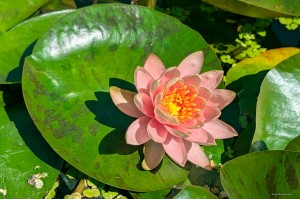 Nymphaea „Patio Joe” - lilia wodna, grzybień