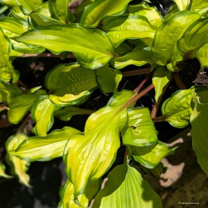 Hosta „Pineapple Salsa” - funkia